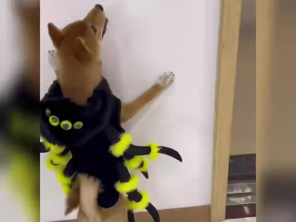 Neu Haustier Katze Spinne Transformation Kostüm Cosplay Hund Halloween lustige Hundekostüm